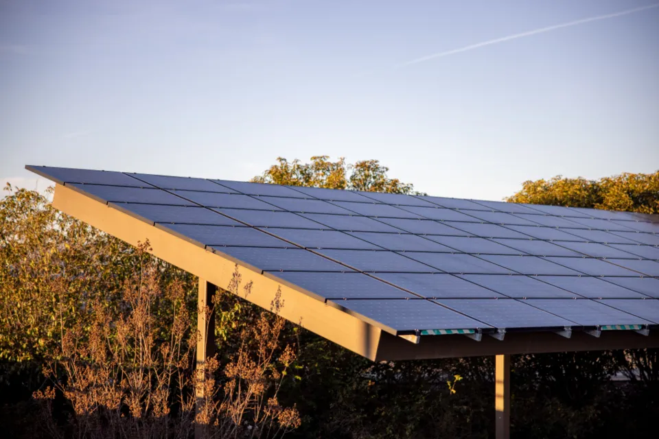 Solar panel canopy catching low evening sunlight above trees